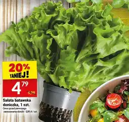 Twój Market Sałata batawska doniczka oferta