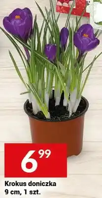Twój Market Krokus doniczka 9 cm oferta