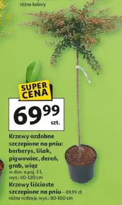 Auchan Krzewy ozdobne szczepione na pniu: berberys, lilak, pigwowiec, dereń, grab, wiąz oferta