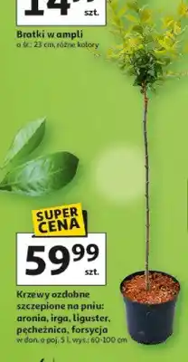 Auchan Krzewy ozdobne szczepione na pniu: aronia, irga, ligustar, pecheznica, forsycja oferta