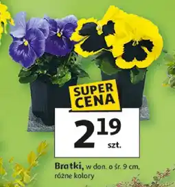 Auchan Bratki, różne kolory oferta