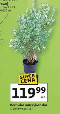 Auchan Borówka amerykańska oferta