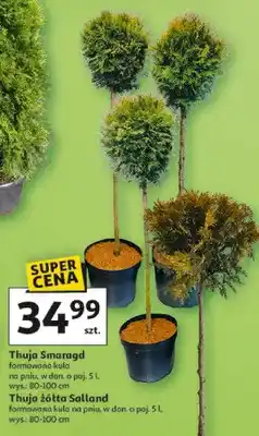 Auchan Thuja Smaragd formowana kula na pniu oferta