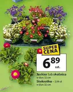 Auchan Jaskier lub skalnica w donicy Stokrotka oferta