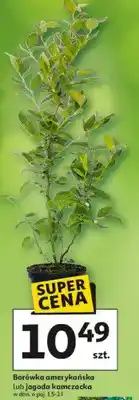 Auchan Borówka amerykańska lub jagoda kamczacka oferta