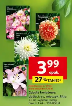 Auchan Cebule kwiatowe: dalia, irys, mieczyk, lilia oferta