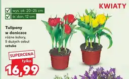 Kaufland Tulipany w doniczce różne kolory, 5 dużych cebul oferta