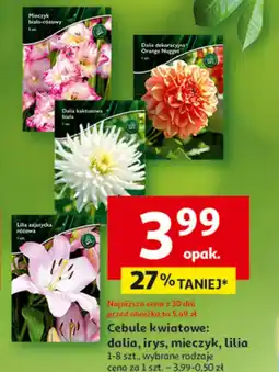 Auchan Cebule kwiatowe Dalia oferta