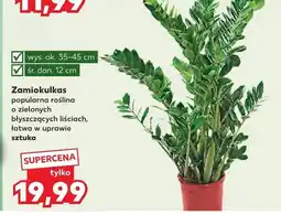 Kaufland Zamiokulkas popularna roślina o zielonych błyszczących liściach, łatwa w uprawie oferta