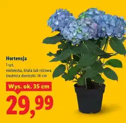 Lidl Hortensja oferta