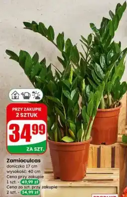 Dino Zamioculcas doniczka 17cm oferta