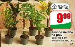 Dino Roślina zielona na pniu doniczka 6cm oferta