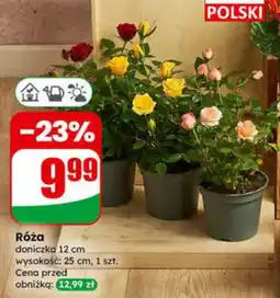 Dino Róża doniczka 12cm oferta