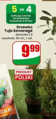 Dino Drzewko Tuja Szmaragd doniczka C2 oferta