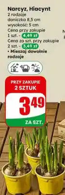 Dino Narcyz, Hiacynt 2 rodzaje doniczka 8.5cm oferta