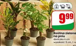 Dino Roślina zielona na pniu oferta