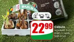 Dino Cebule wysokość: 8 cm 6 szt. / 1 opak oferta