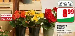 Dino Begonia Elatior oferta