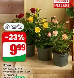 Dino Róża oferta