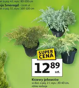 Auchan Krzewy jałowców w don. o poj. 2 l, wys.: 20-40 cm, różne rodzaje oferta
