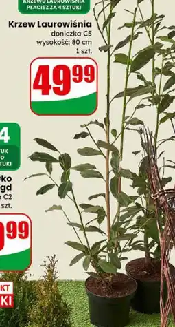 Dino Krzew Laurowiśnia doniczka C5 wysokość: 80 cm oferta