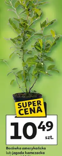 Auchan Borówka amerykańska lub jagoda kamczacka w don. o poj oferta