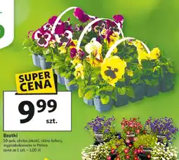 Auchan Bratki 10-pak, ekstra jakość, różne kolory oferta