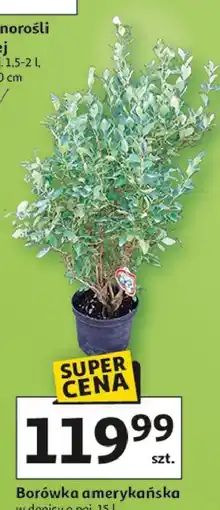 Auchan Borówka amerykańska w donicy o poj oferta