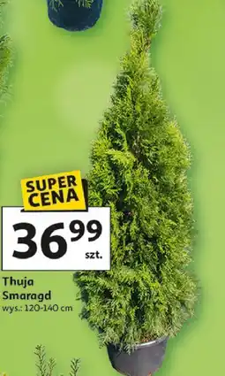 Auchan Thuja Smaragd wys.: 120-140 cm oferta