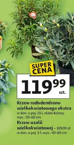 Auchan Krzew rododendronu wielkokwiatowego ekstra w don. o poj. 15 l, różne kolory, wys.: 50-60 cm oferta