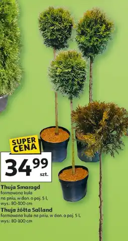 Auchan Thuja Smaragd formowana kula na pniu, w don. o poj. 5 l, wys.: 80-100 cm oferta