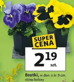 Auchan Bratki, w don. o śr. 9 cm, różne kolory oferta