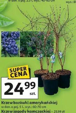 Auchan Krzew borówki amerykańskiej w don. o poj. 5 l., wys.: 60-70 cm oferta