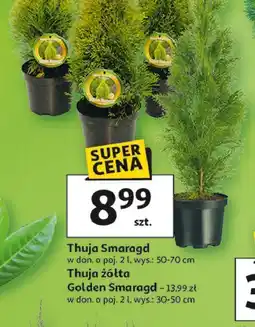 Auchan Thuja Smaragd w don. o poj. 2 l, wys.: 50-70 cm oferta