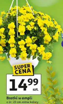Auchan Bratki w ampli o śr.: 23 cm, różne kolory oferta