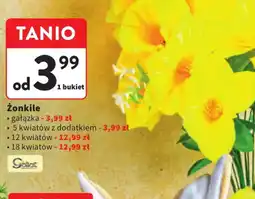 Intermarche Żonkile oferta