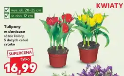 Kaufland Tulipany w doniczce różne kolory, 5 dużych cebul sztuka oferta