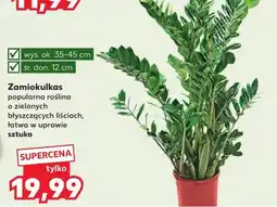 Kaufland Zamiokulkas popularna roślina o zielonych błyszczących liściach, łatwa w uprawie sztuka oferta