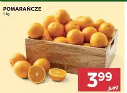 Stokrotka POMARAŃCZE oferta
