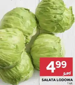 Stokrotka SAŁATA LODOWA oferta