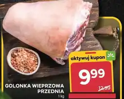 Stokrotka GOLONKA WIEPRZOWA PRZEDNIA oferta