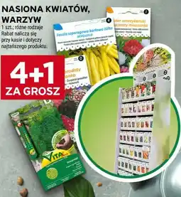 Stokrotka NASIONA KWIATÓW, WARZYW oferta