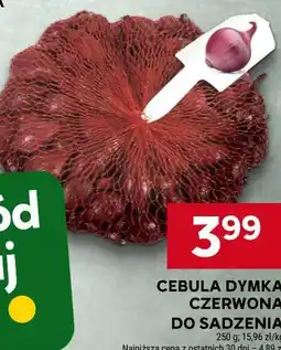 Stokrotka CEBULA DYMKA CZERWONA DO SADZENIA oferta