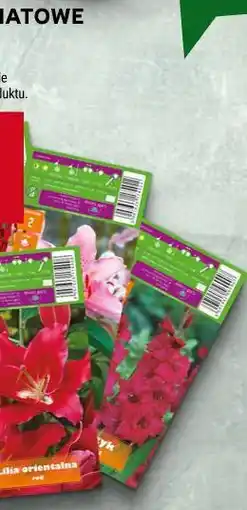 Stokrotka CEBULKI KWIATOWE WIOSENNE oferta