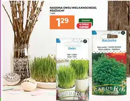 Stokrotka Nasiona owsu wielkanocnego, rzeżuchy oferta