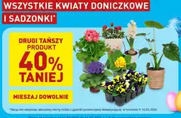 ALDI Wszystkie kwiaty doniczkowe i sadzonki oferta