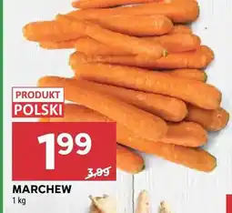 Stokrotka Marchew oferta