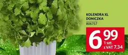 Selgros Kolendra XL doniczka oferta