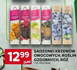 Stokrotka Sadzonki krzewów owocowych, roślin ozdobnych, róż różne rodzaje oferta