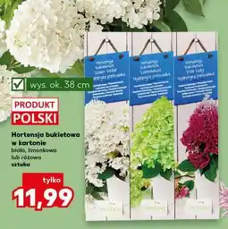 Kaufland Hortensja bukietowa w kartonie oferta